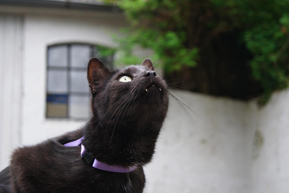 Huskat Bent Miau billede 2