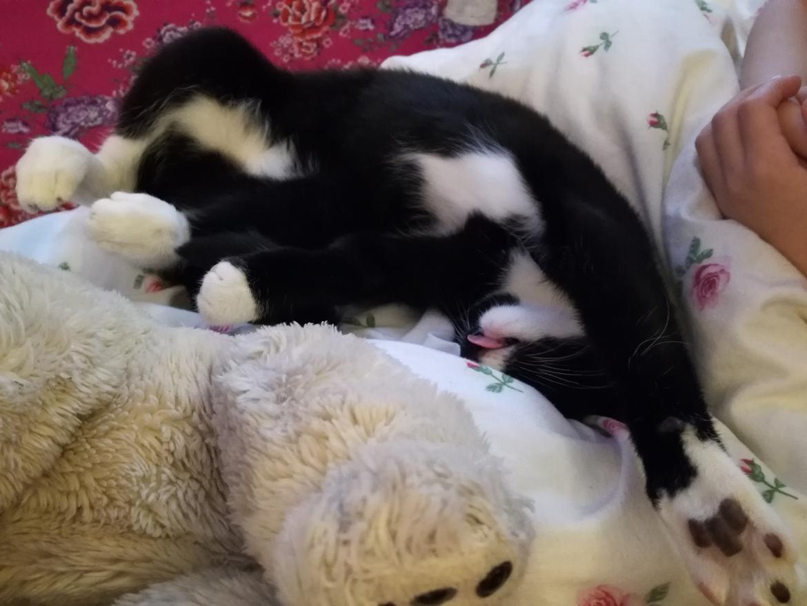 Huskat Miss (Clairese) billede 2