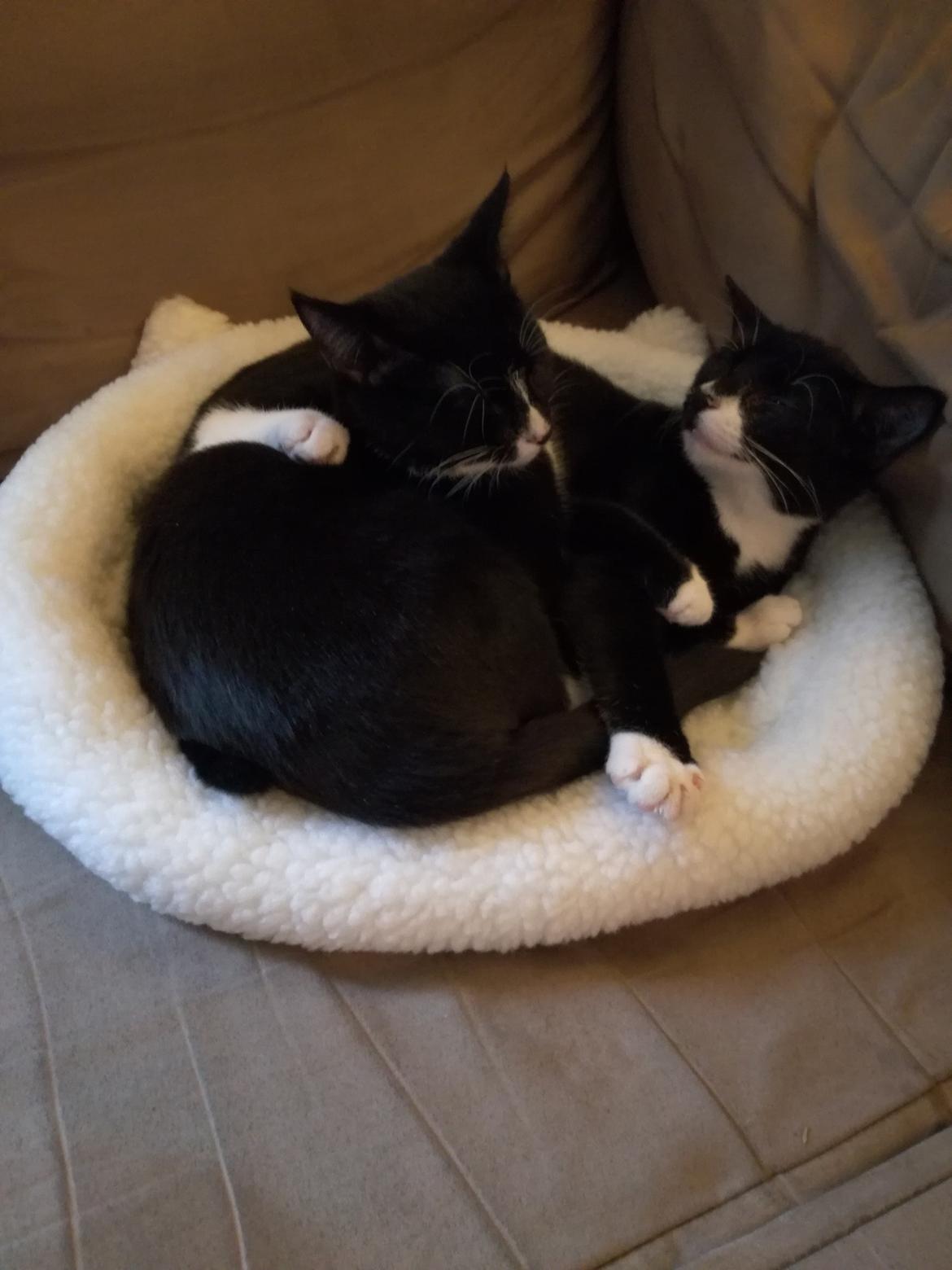 Huskat Miss (Clairese) billede 3