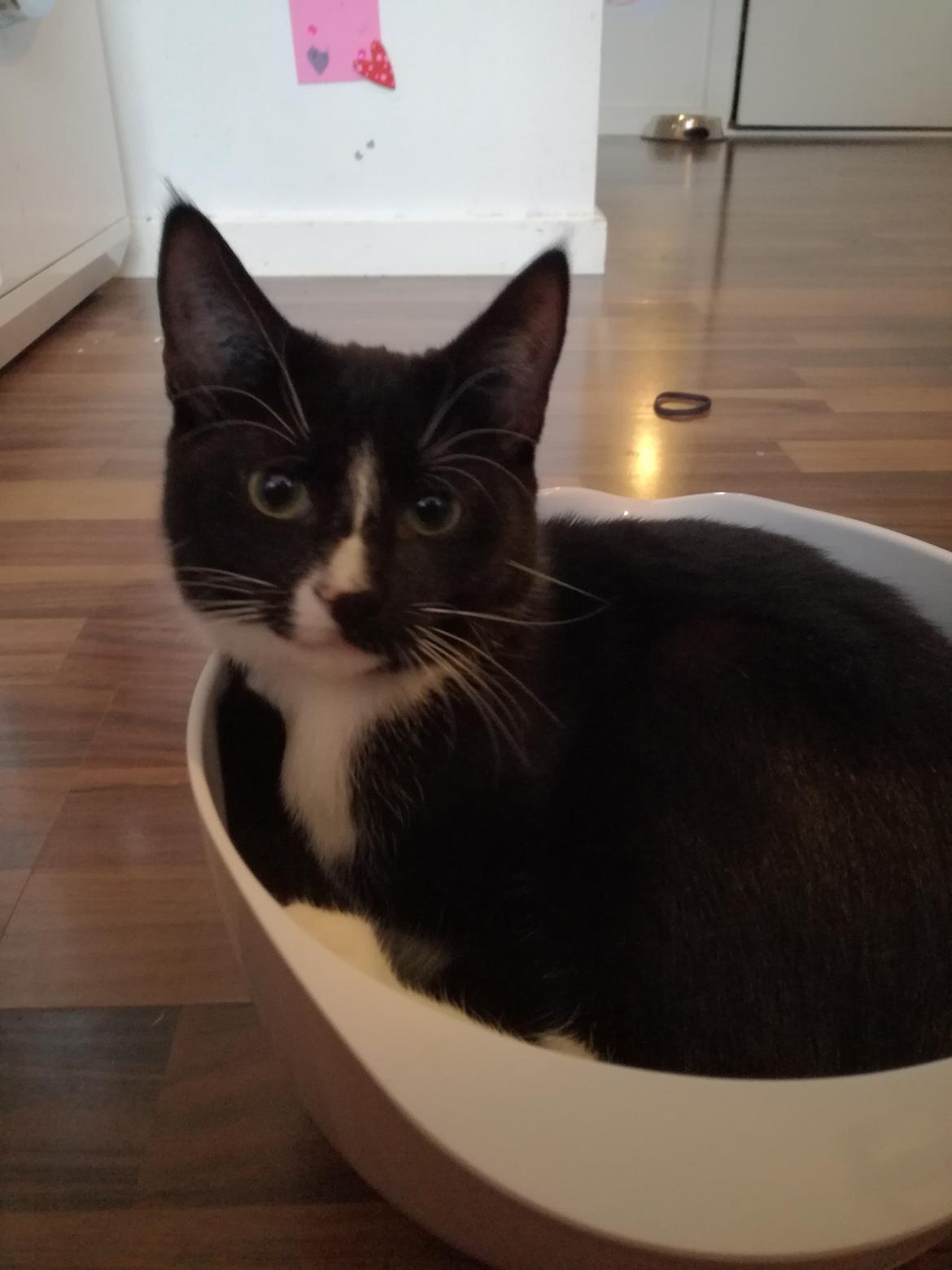 Huskat Miss (Clairese) billede 7