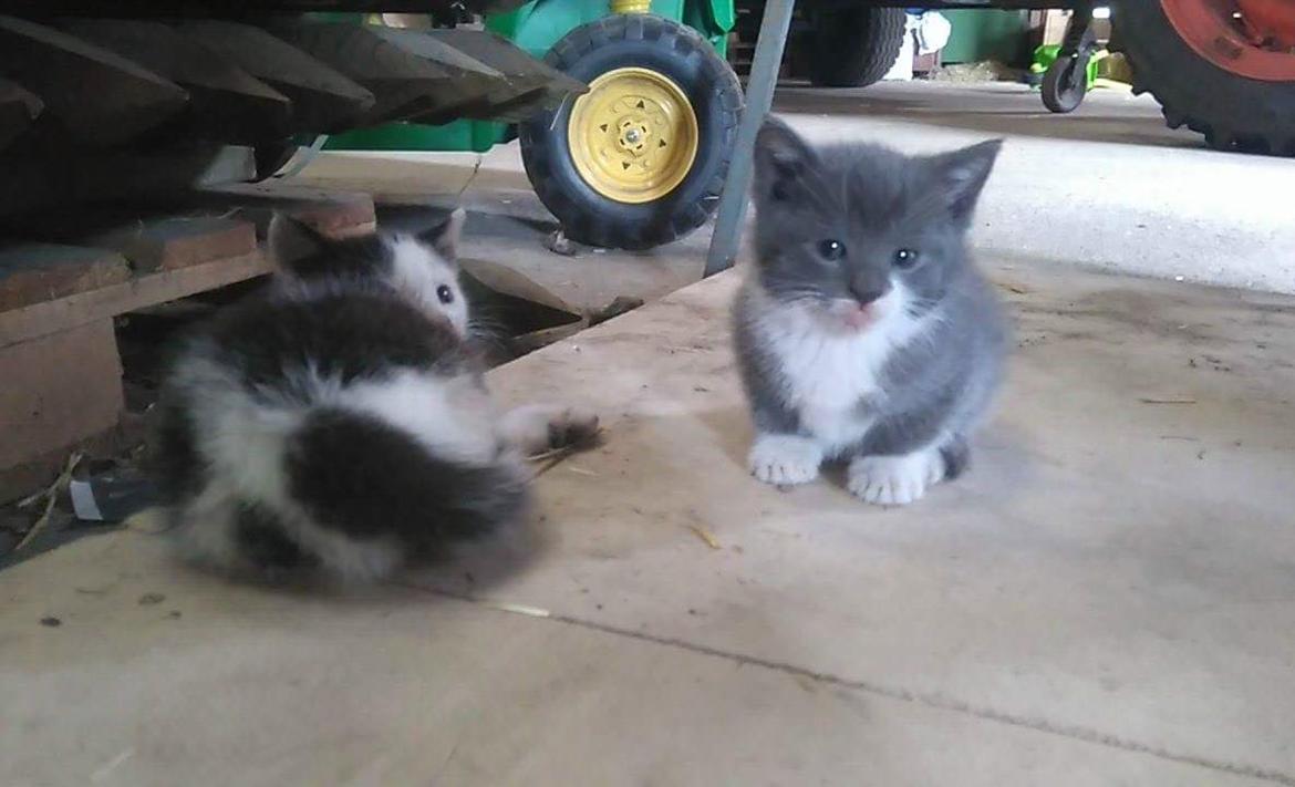 Huskat Hesselgaards Ash  (forsvundet)  billede 15