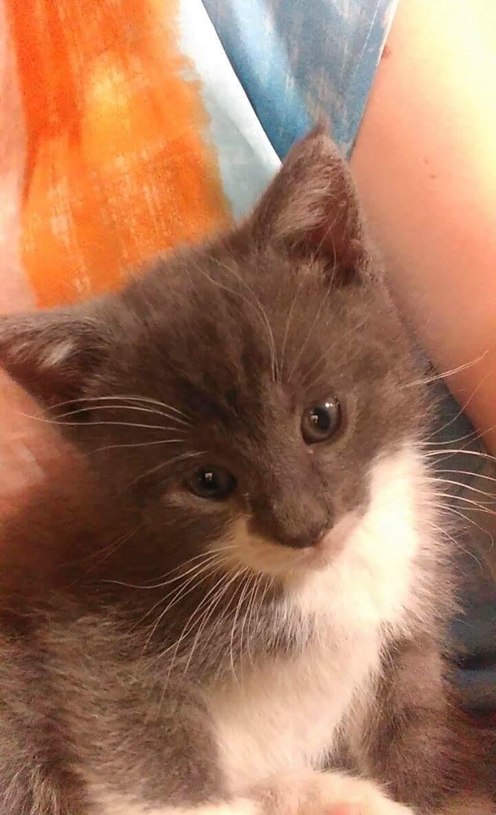 Huskat Hesselgaards Ash  (forsvundet)  billede 9