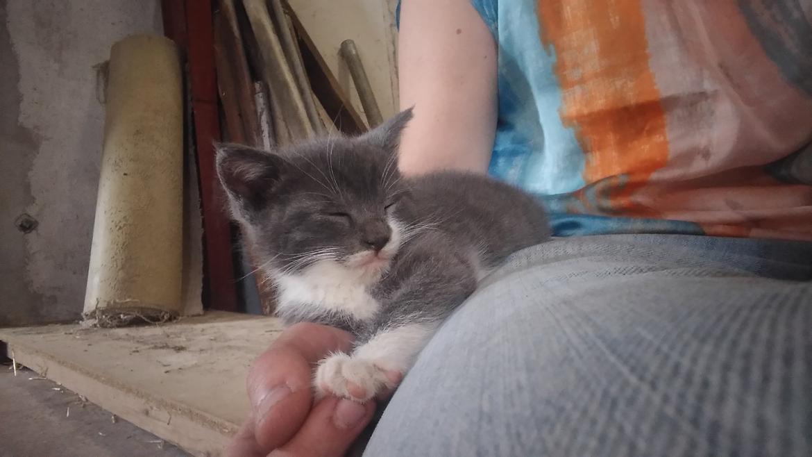 Huskat Hesselgaards Ash  (forsvundet)  billede 14