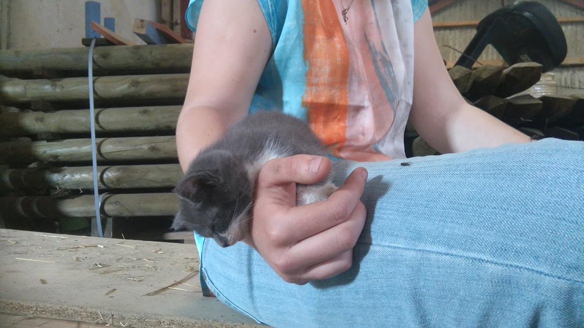 Huskat Hesselgaards Ash  (forsvundet)  billede 21