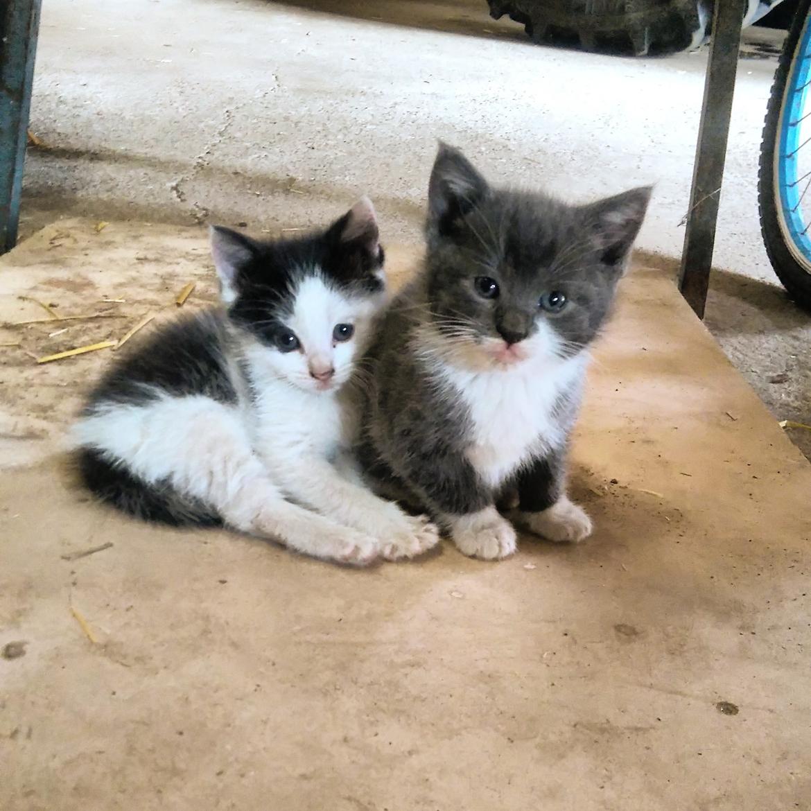 Huskat Hesselgaards Ash  (forsvundet)  billede 13