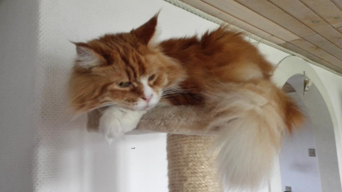 Maine Coon Timitas Danish Dynamite billede 12