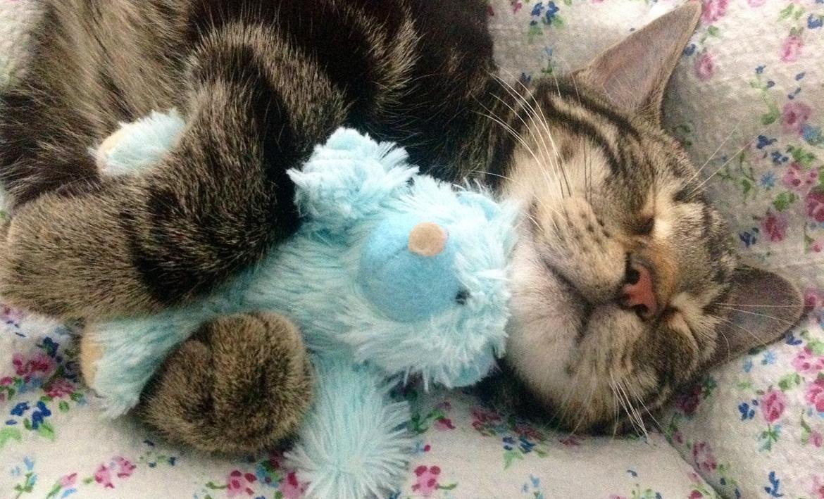 Huskat Pjevs - Uhmm putte med min bamse. billede 1