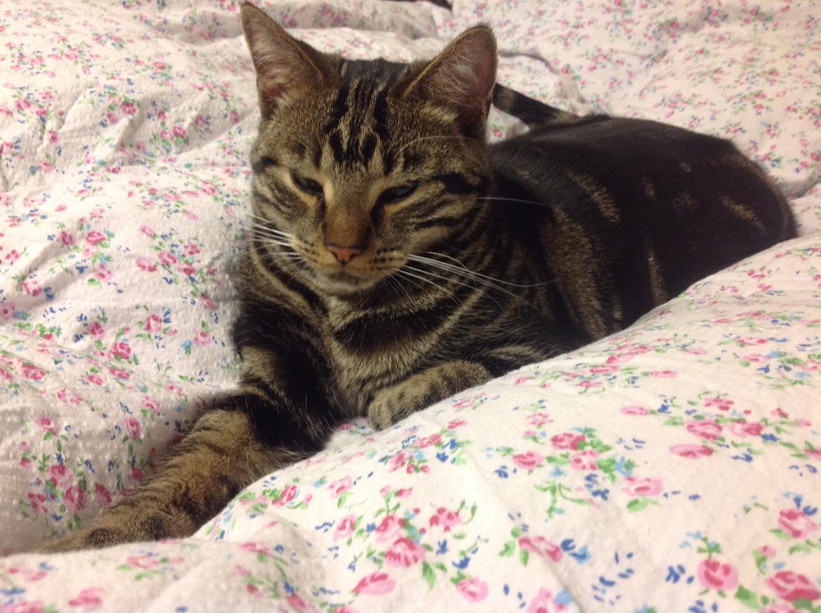 Huskat Pjevs - Der er næsten intet der slår mors dyne billede 2