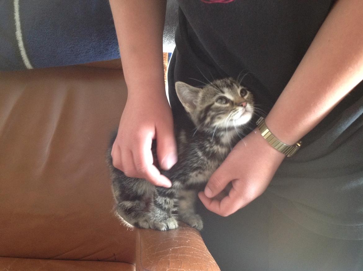 Huskat Pjevs - Mig pjevs som lille killing billede 4