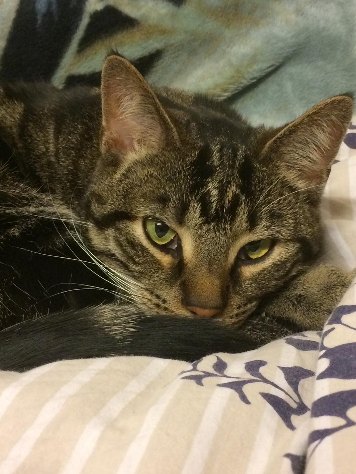 Huskat Pjevs - Smukke mig billede 6