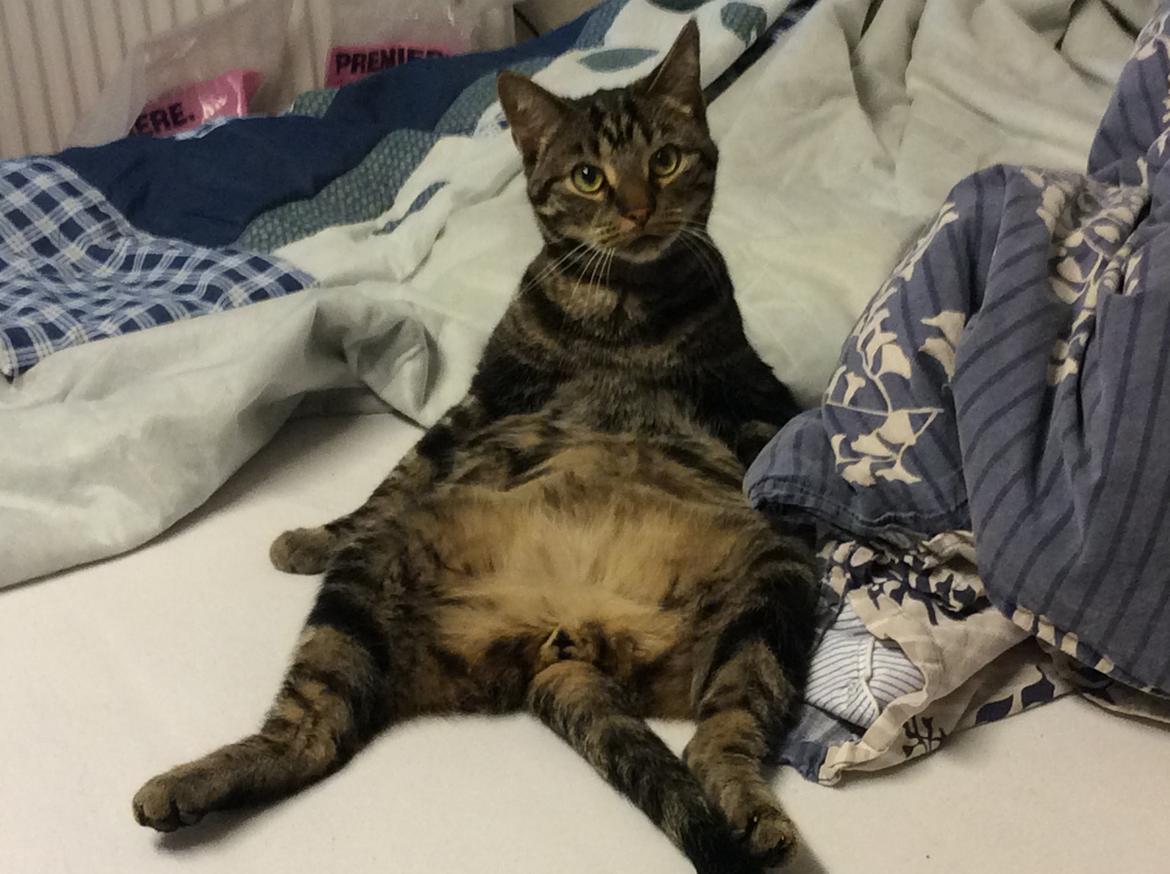 Huskat Pjevs - Ja hallo jeg var lige ved at vaske mig.....og du ligger det ikke online? Vel? Hihi billede 7