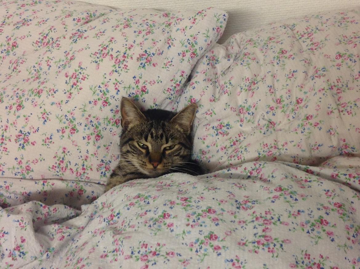 Huskat Miv - Tja jeg elsker jo også mors dyne/seng billede 6