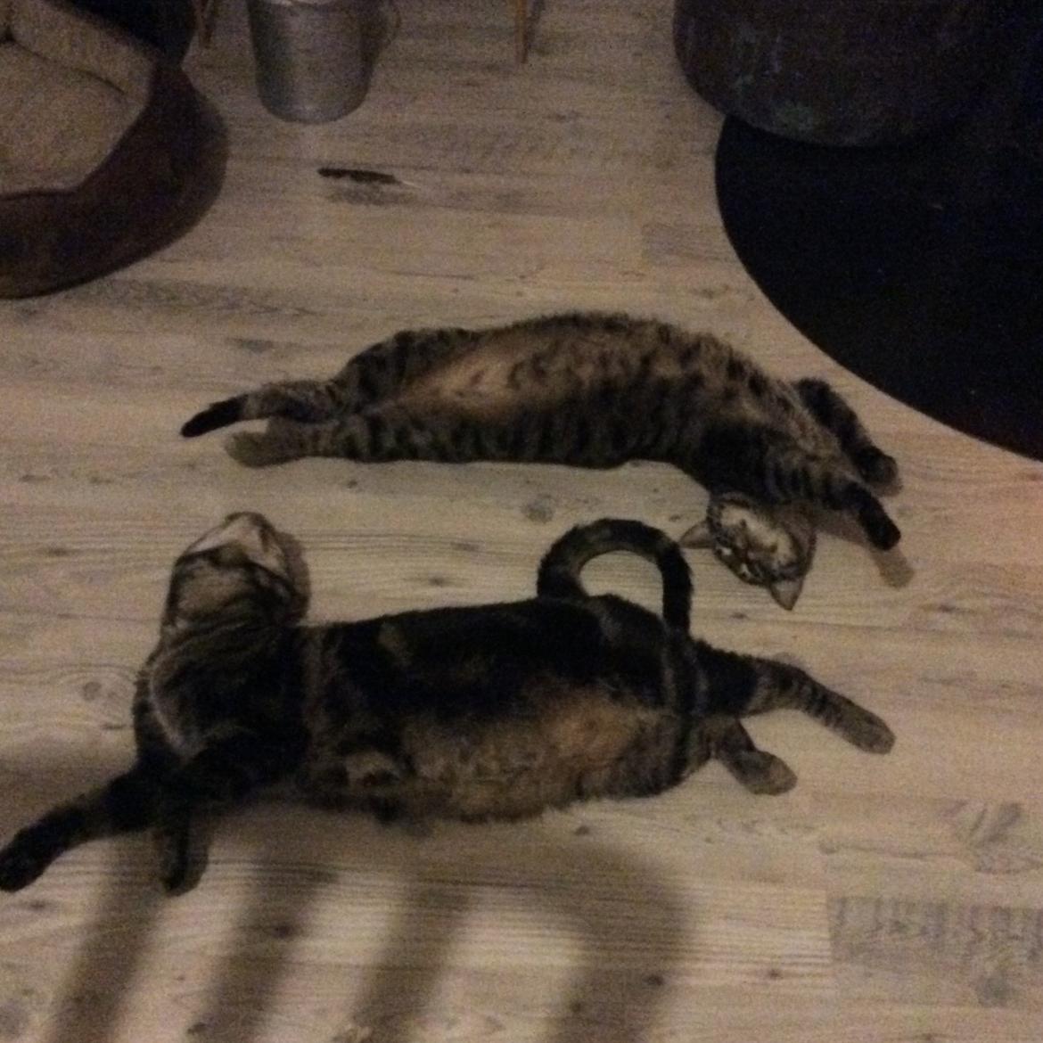 Huskat Miv - Mig og min bror Pjevs billede 7