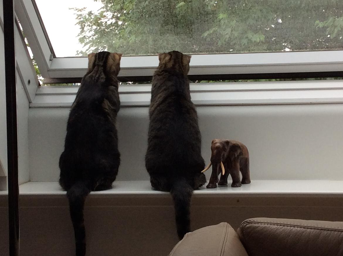 Huskat Miv - Mig og bror mand har styr på det oppe fra billede 8