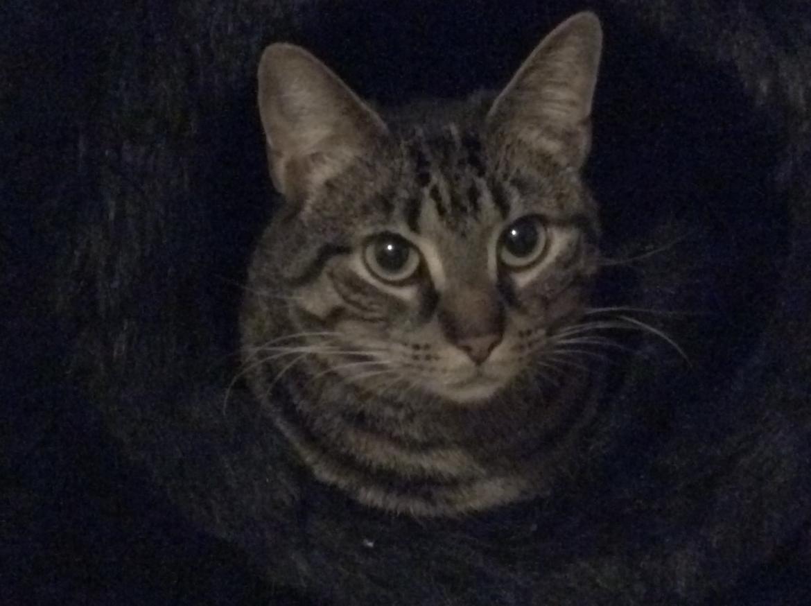 Huskat Miv - Fanget lige i åbningen til den sorte hule billede 9