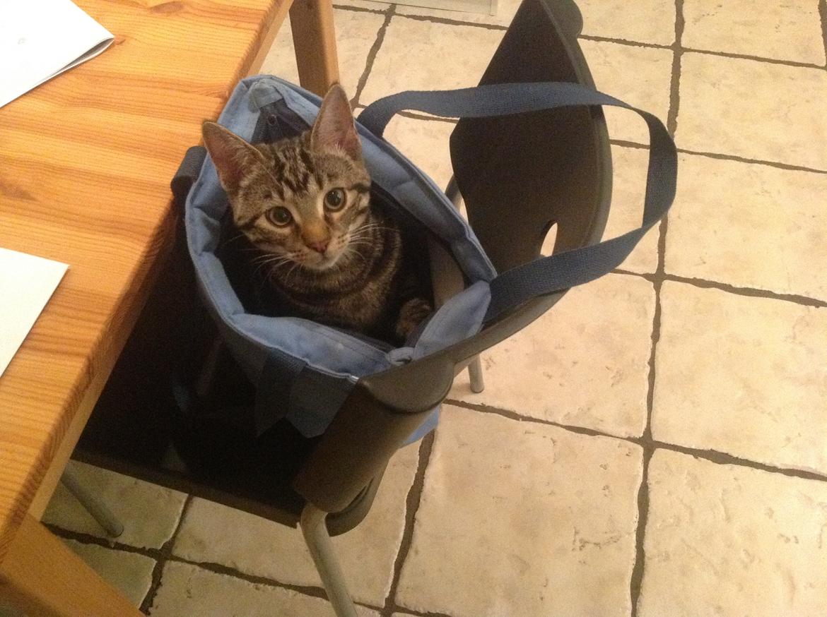 Huskat Miv - Puha det var varmt og jeg har set mor have kolde sodavand i denne taske :-) billede 10