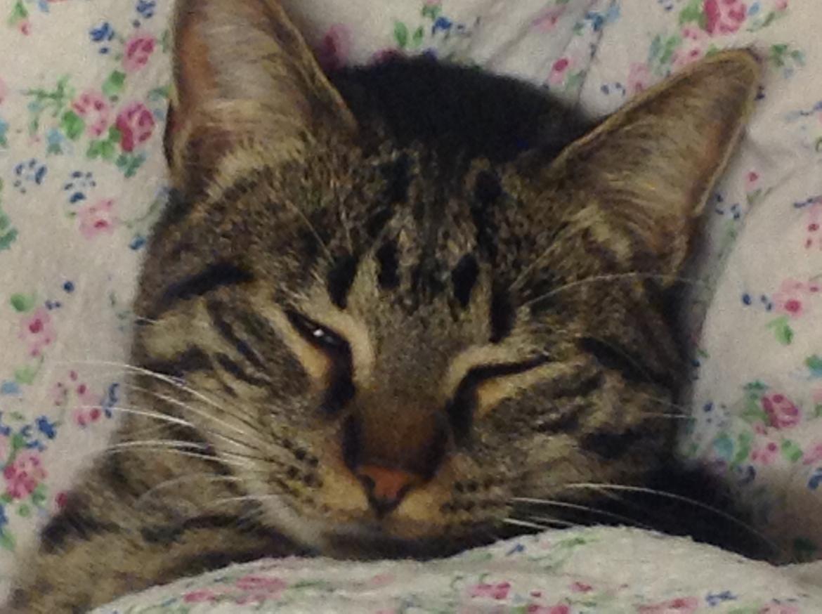 Huskat Miv - Uhmmm så dejligt at mor har puttet mig under dynen billede 12