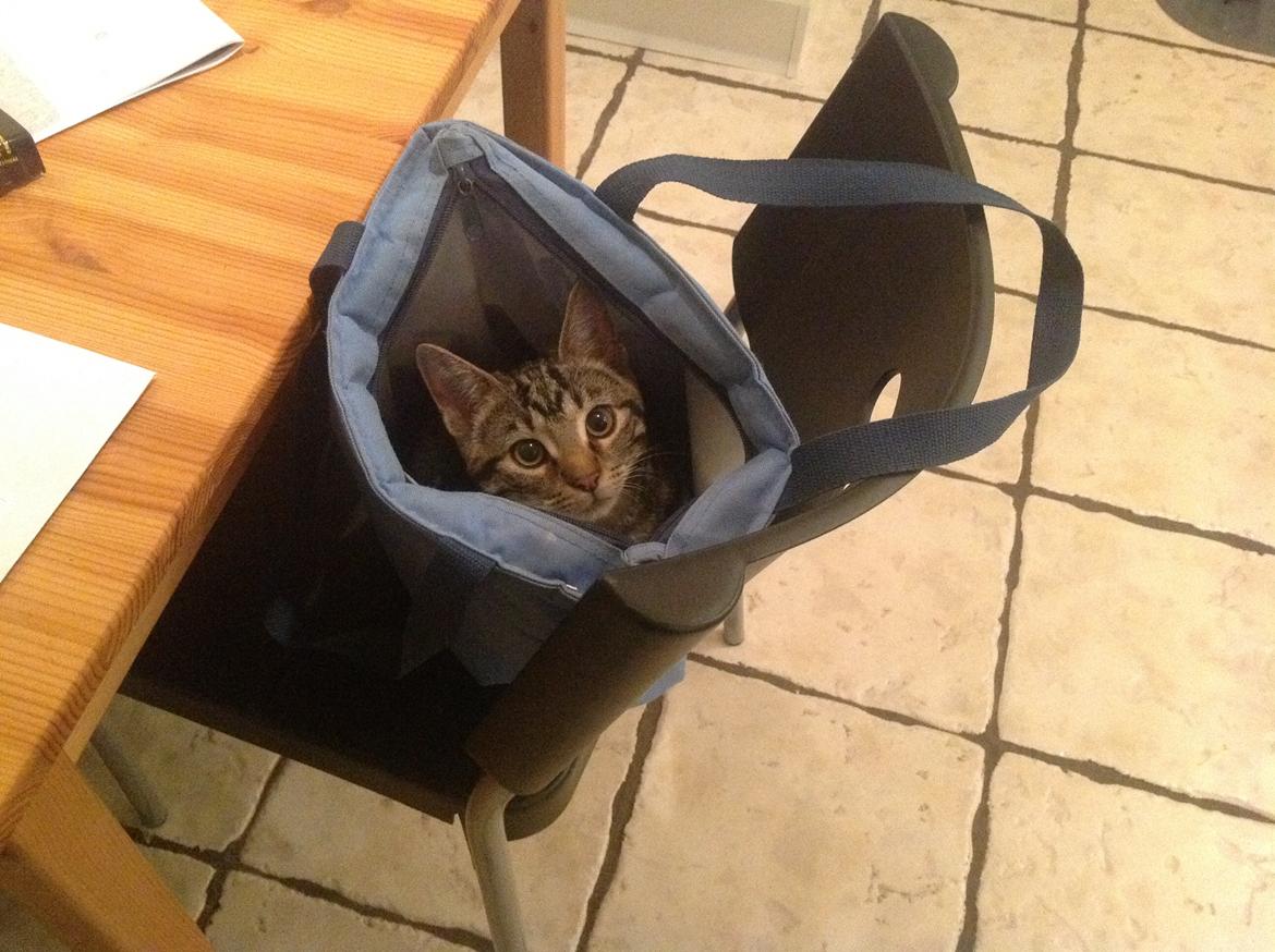 Huskat Miv - Ja? Hvad nu ? Jeg kan også have det varmt og få brug for en køletaske :) billede 11