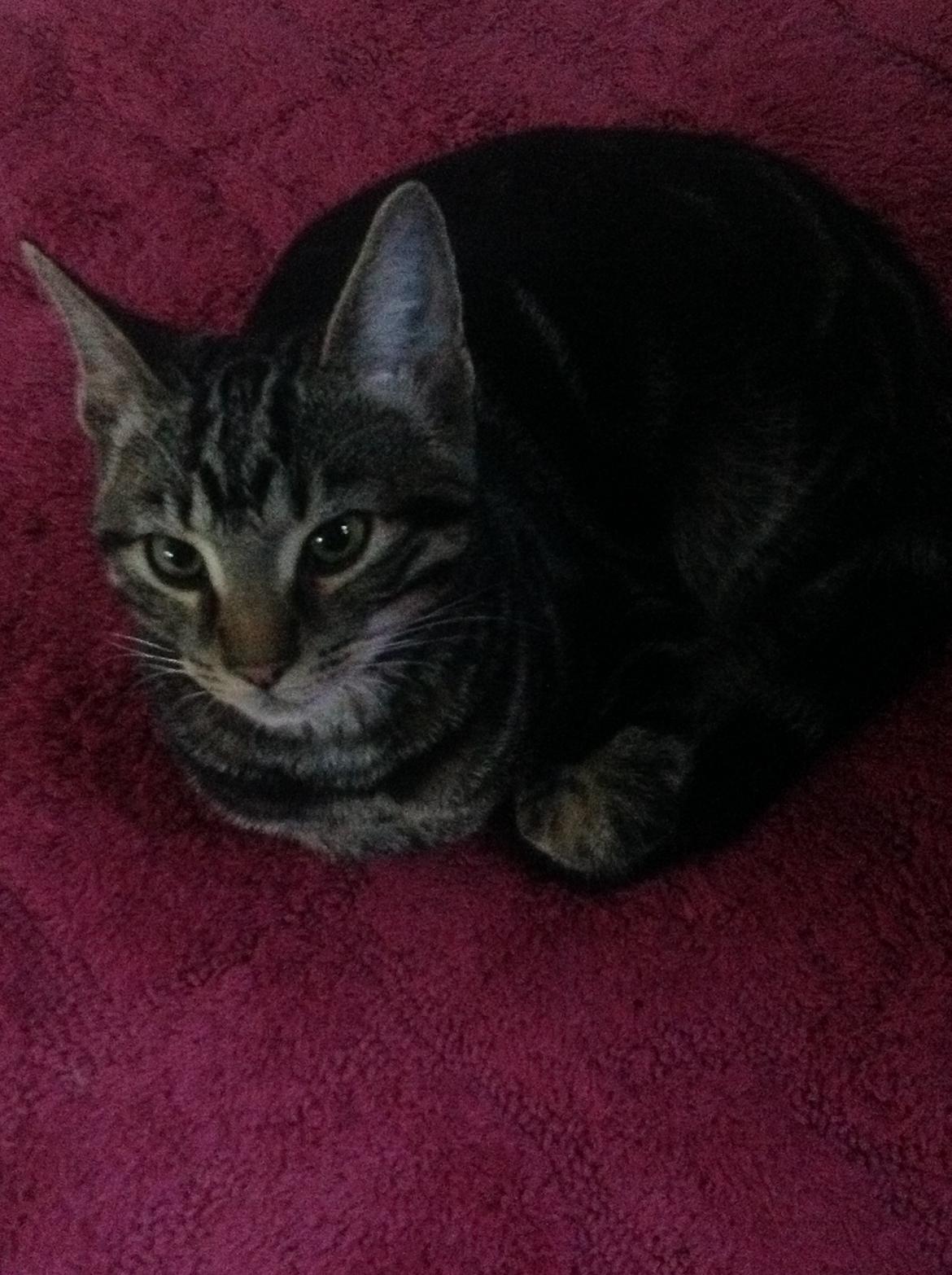 Huskat Pjevs - Lille mig billede 9