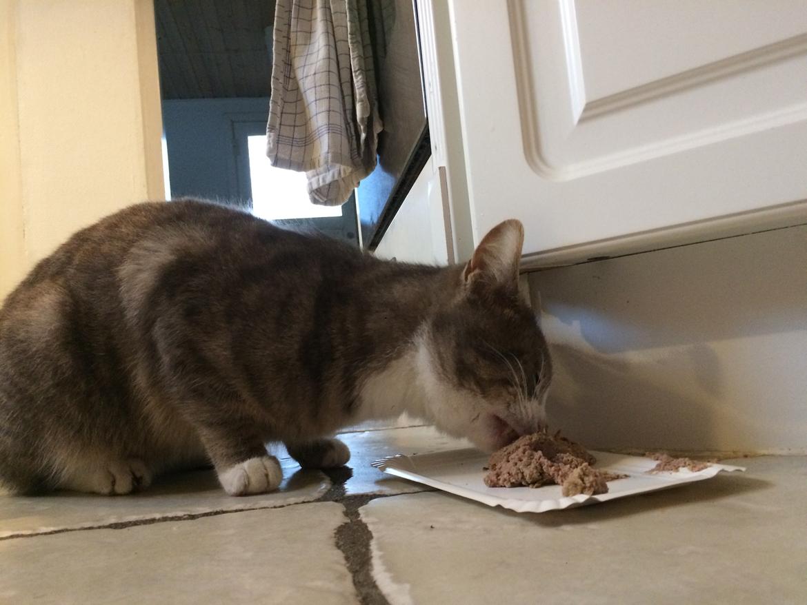 Blanding af racer Prins billede 45