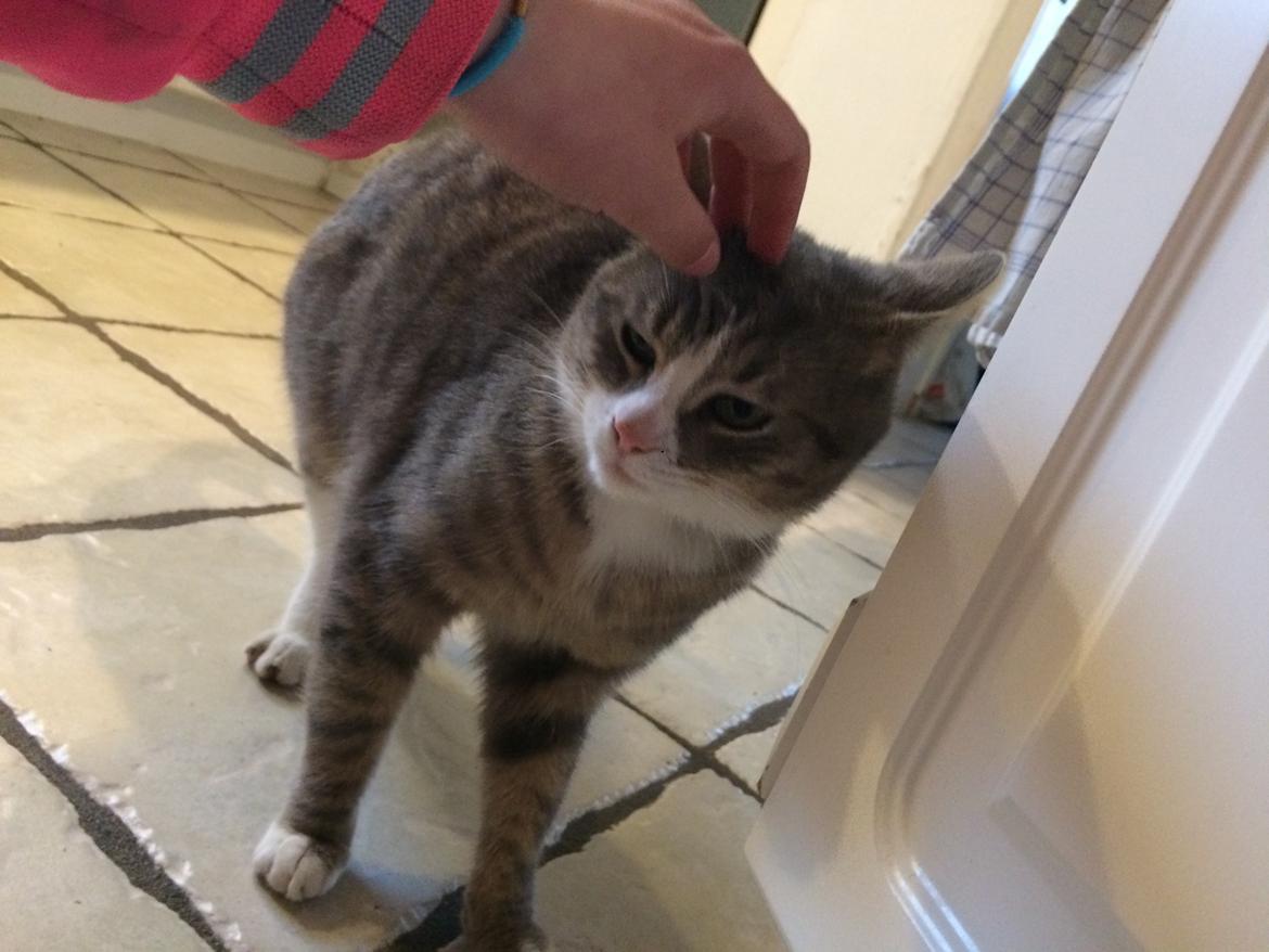 Blanding af racer Prins billede 46