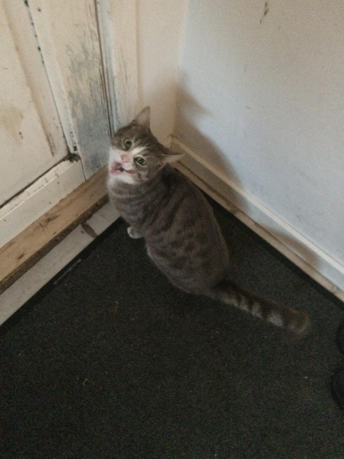 Blanding af racer Prins billede 47