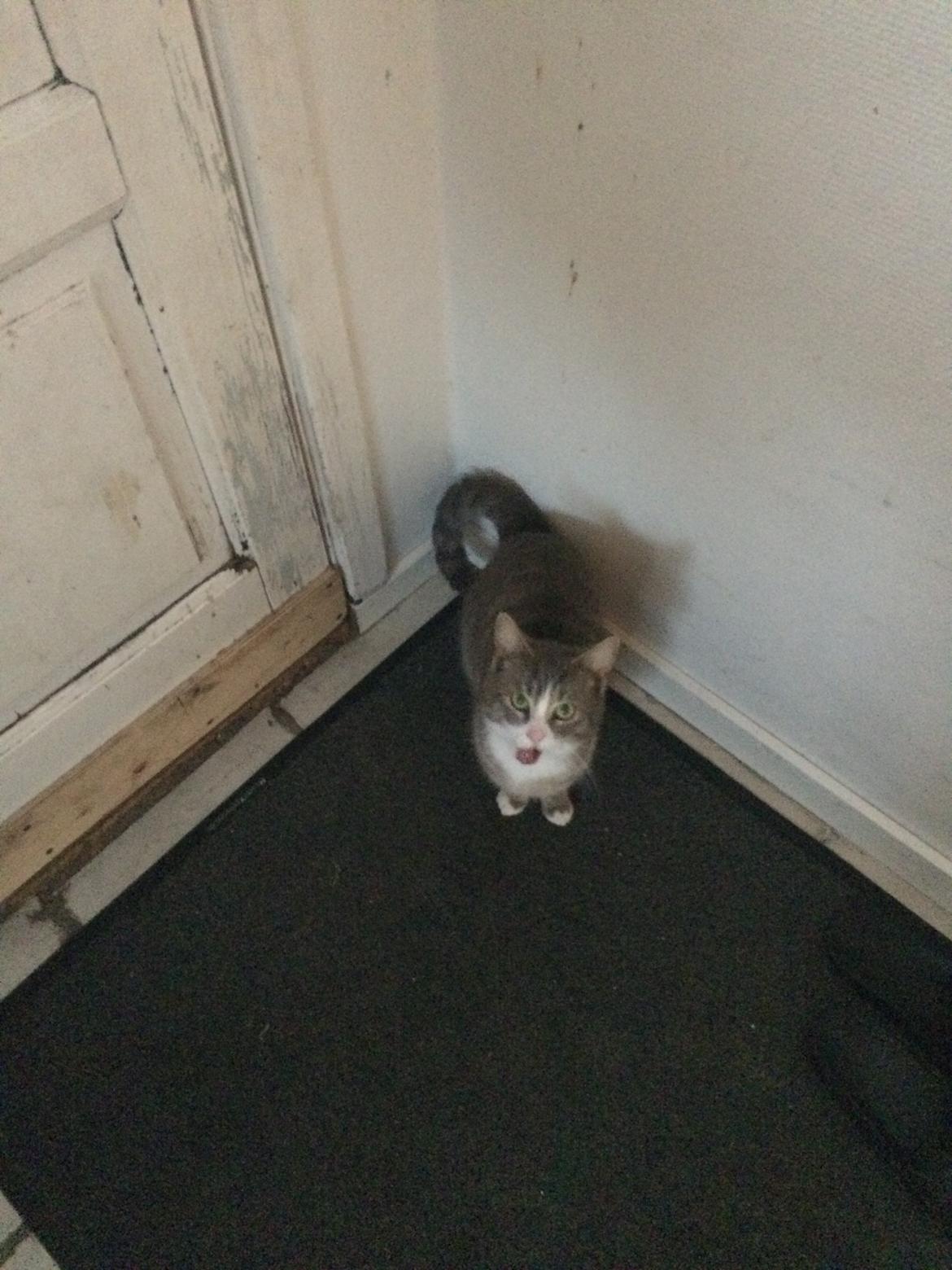 Blanding af racer Prins billede 48