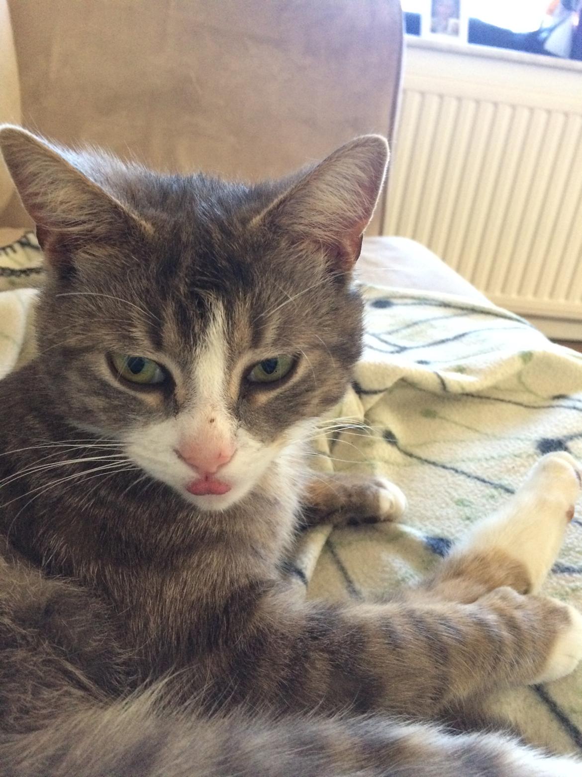 Blanding af racer Prins billede 49