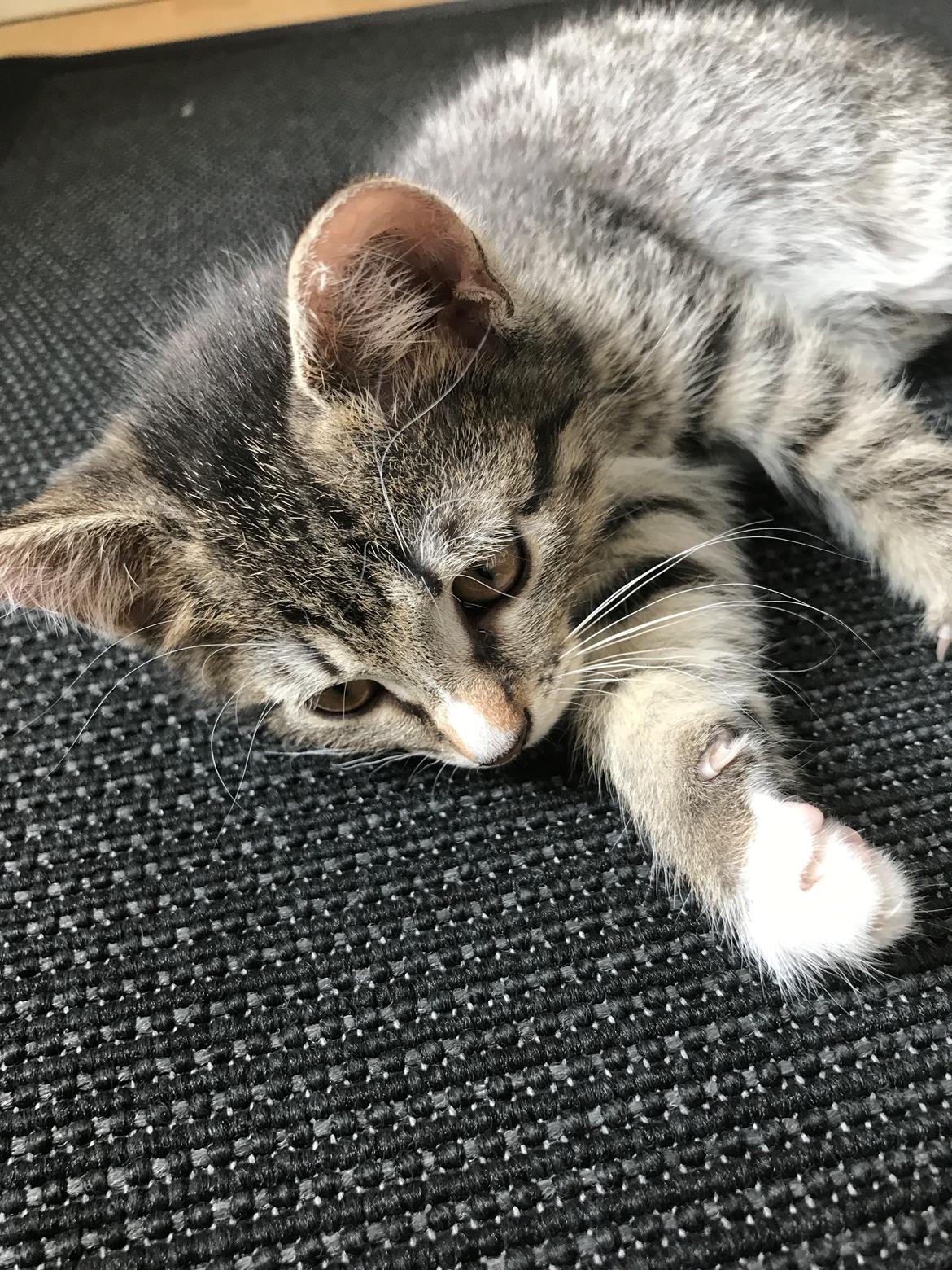 Huskat Lucca billede 6