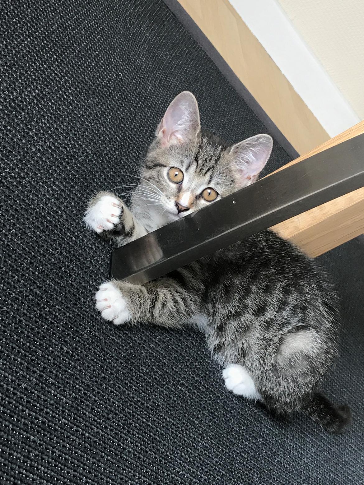 Huskat Lucca billede 7