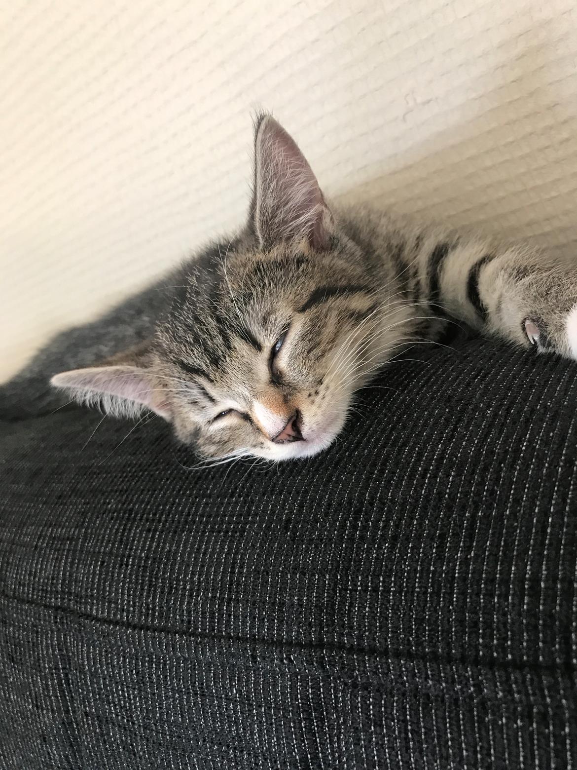 Huskat Lucca billede 9