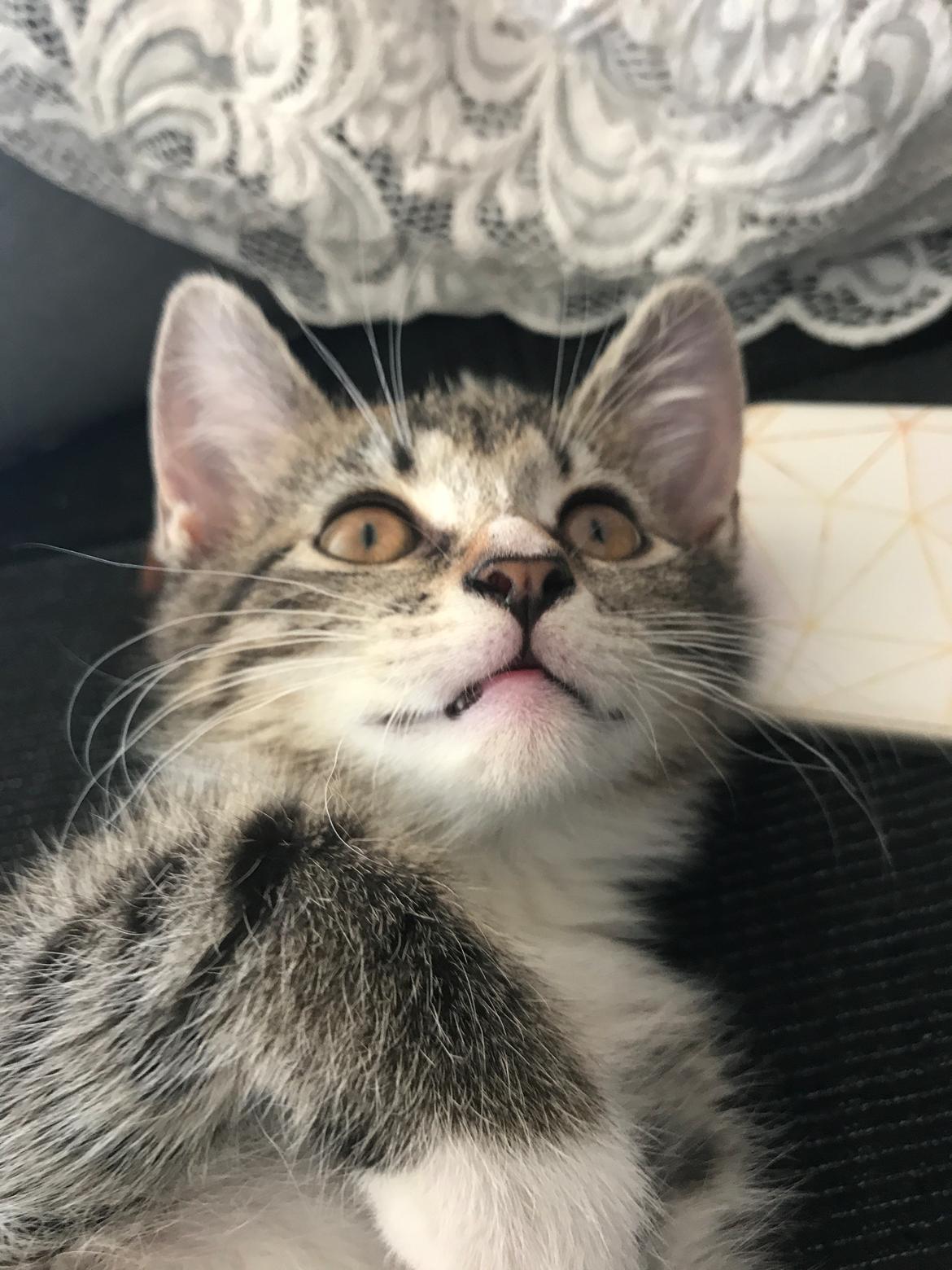 Huskat Lucca billede 10