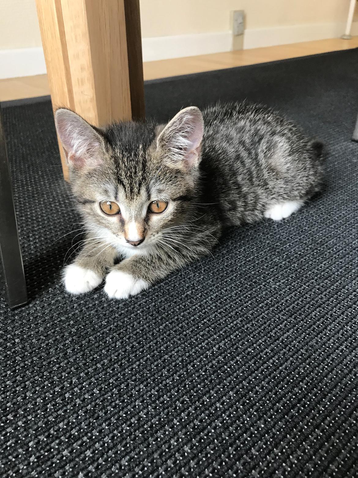 Huskat Lucca billede 8