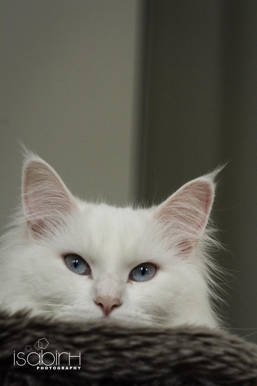 Blanding af racer Silla billede 1