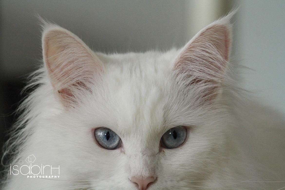 Blanding af racer Silla billede 8