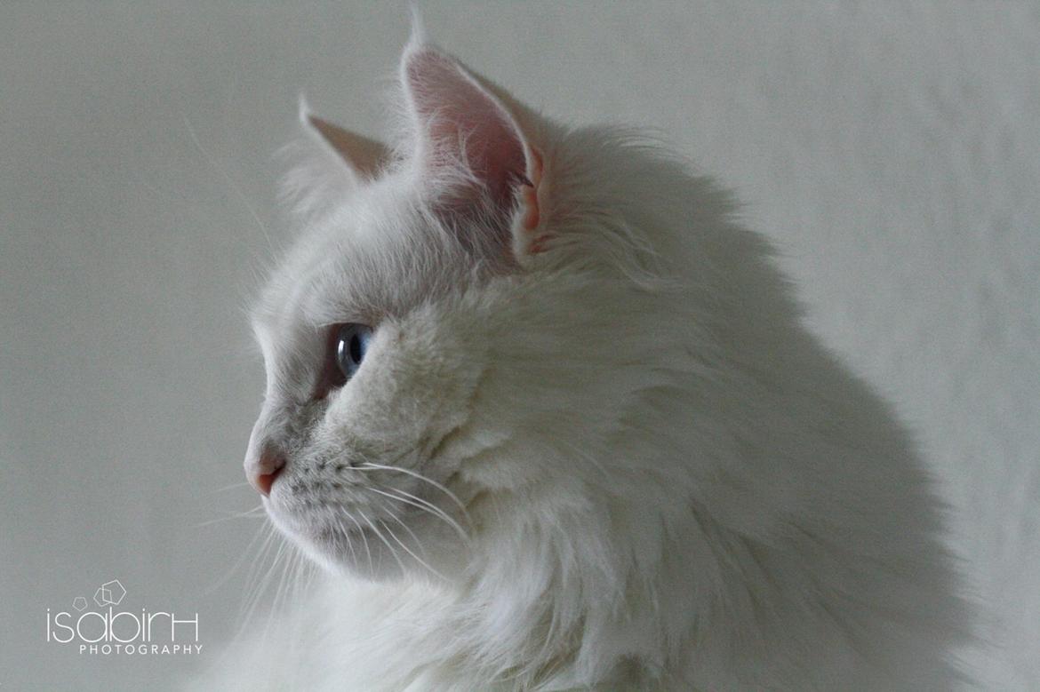 Blanding af racer Silla billede 12