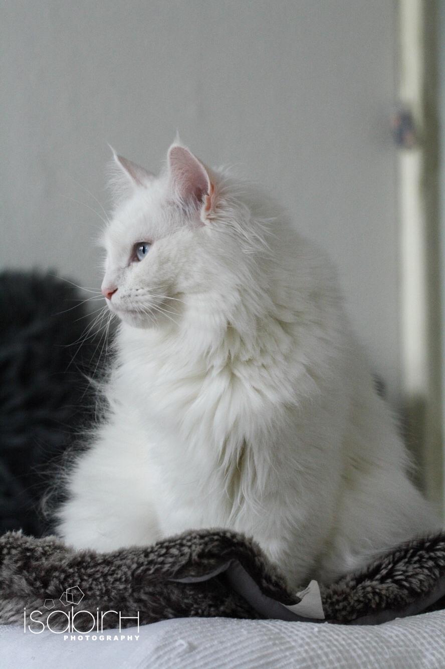 Blanding af racer Silla billede 14