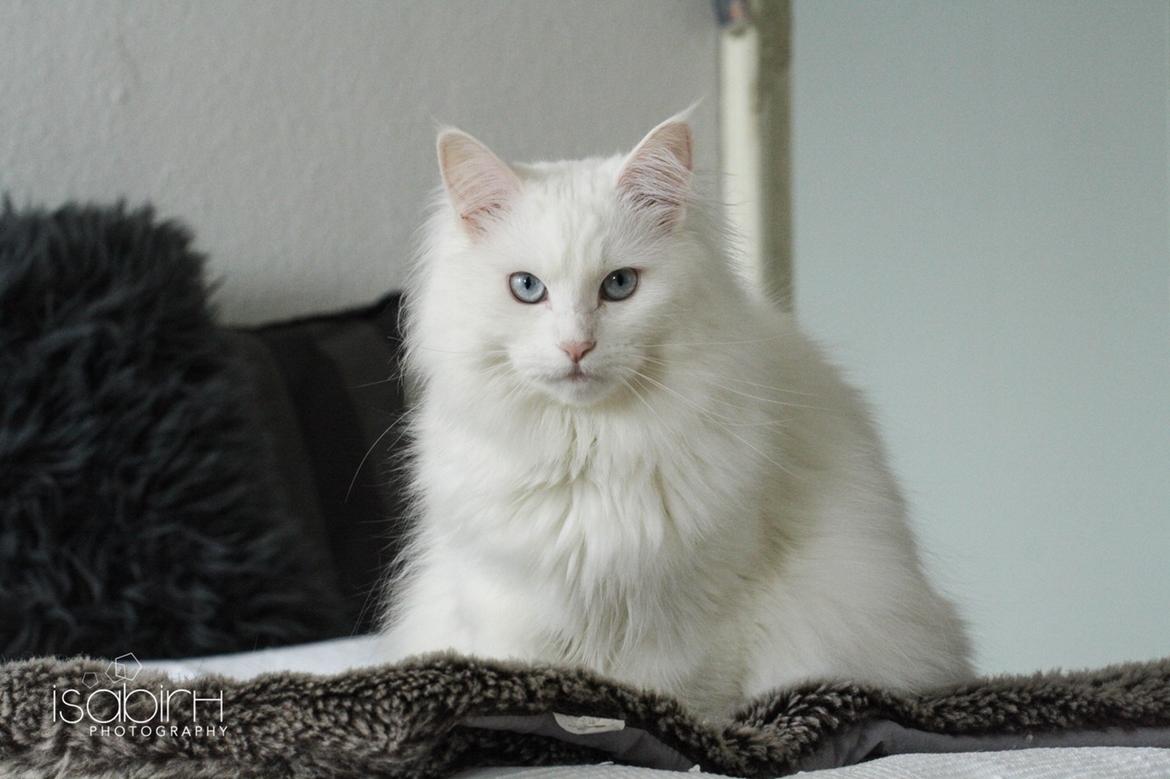 Blanding af racer Silla billede 2