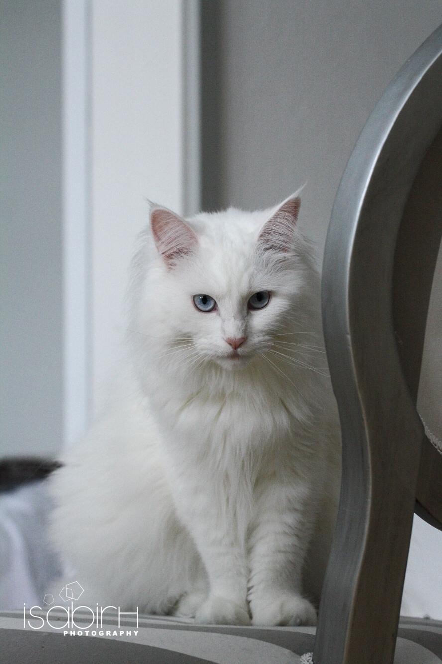 Blanding af racer Silla billede 16