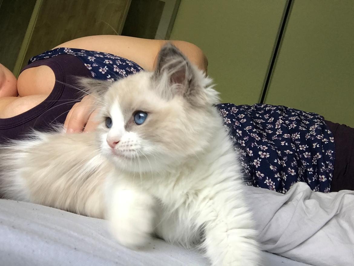 Ragdoll Nala (Melodic Aura Cosmic Crocus) billede 15