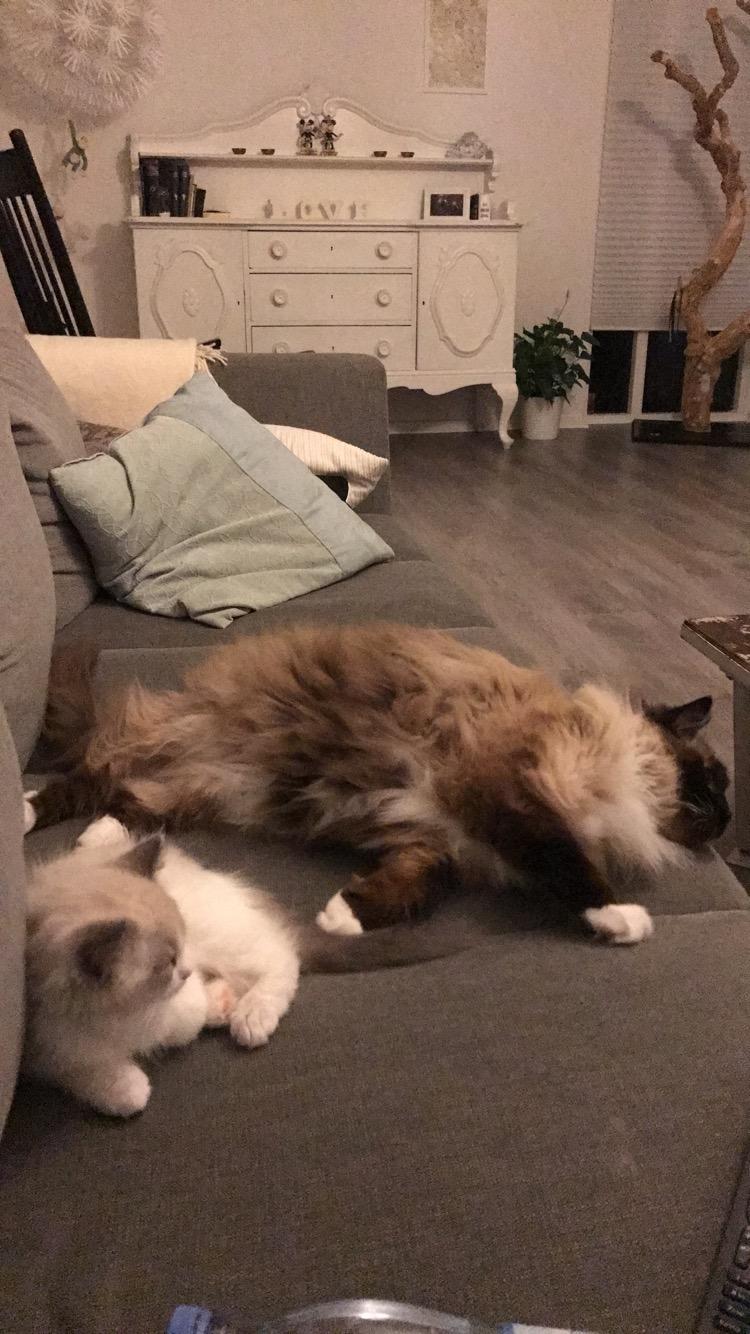 Ragdoll Nala (Melodic Aura Cosmic Crocus) billede 16