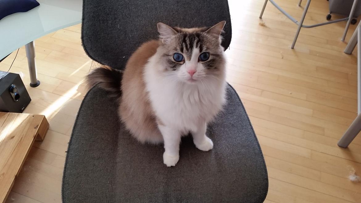 Ragdoll Diva - "Altså, når nu du har rejst dig, så skal du vel ikke bruge den igen!" billede 11