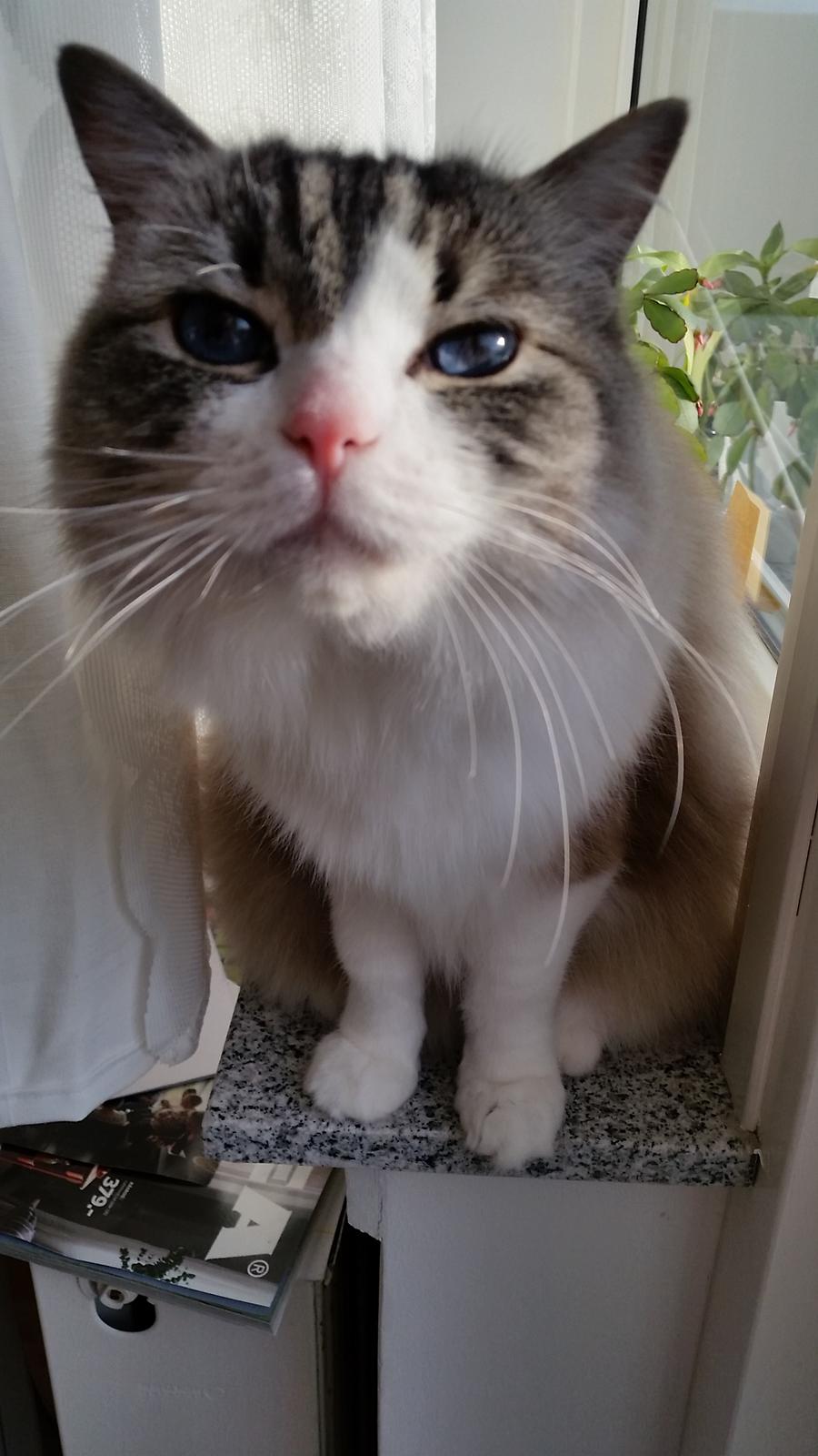 Ragdoll Diva billede 13