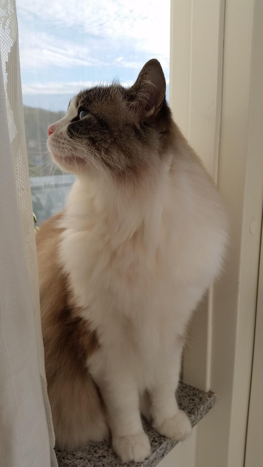 Ragdoll Diva billede 14
