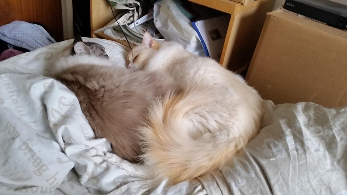 Ragdoll Diva billede 15