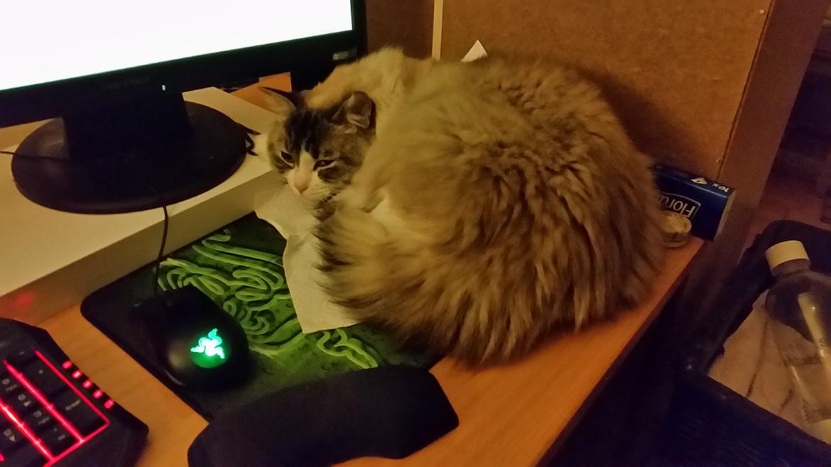 Ragdoll Diva - Godt mor kom hjem efter en overnatning andet sted. Meget mors pige. <3 billede 17