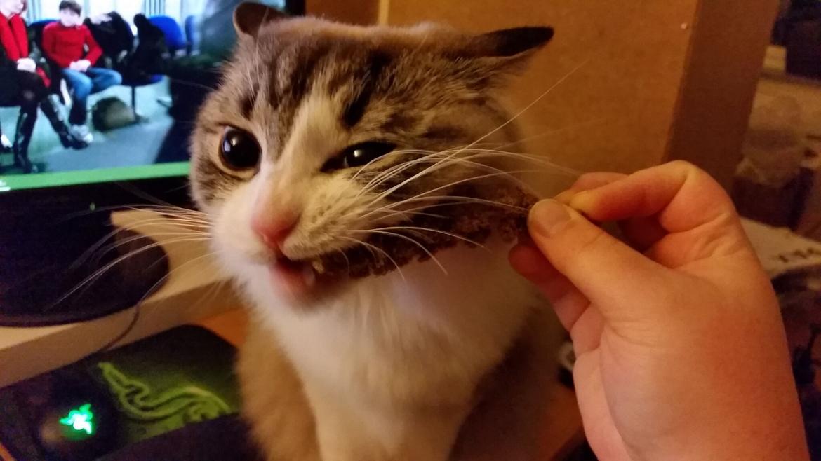 Ragdoll Diva - Fuglenes hirsekolber er gode at gnave i. :P  billede 18