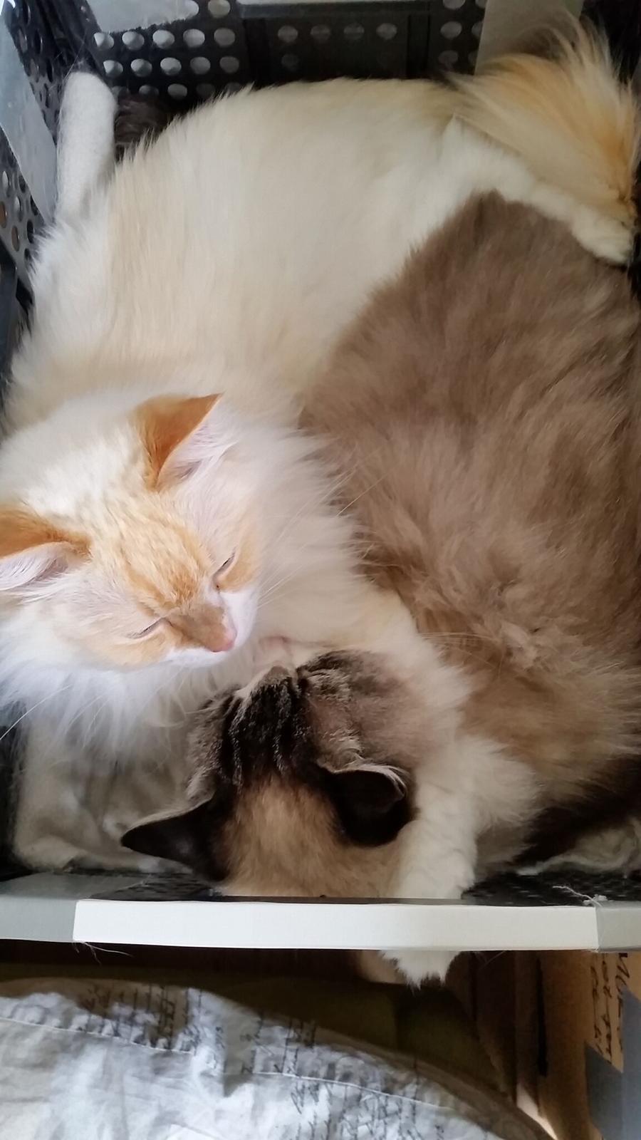 Ragdoll Diva - Hygge med brormand.  billede 12