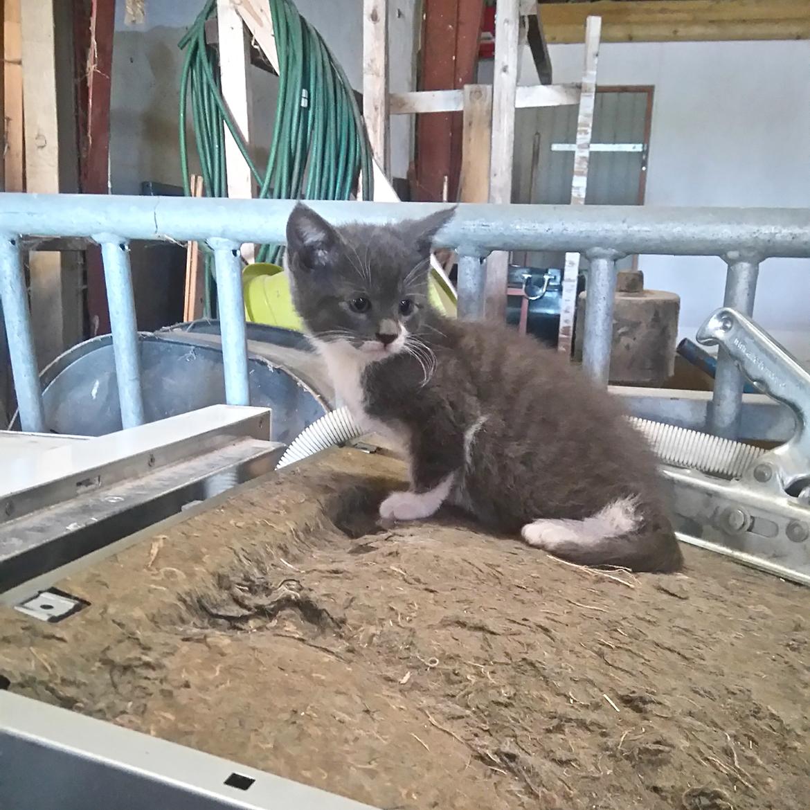 Huskat Hesselgaards Ash  (forsvundet)  billede 11