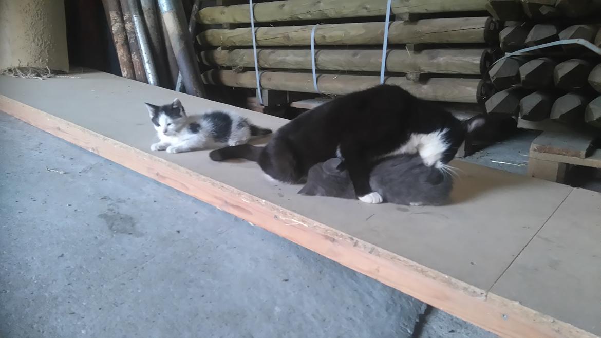 Huskat Hesselgaards Ash  (forsvundet)  billede 18